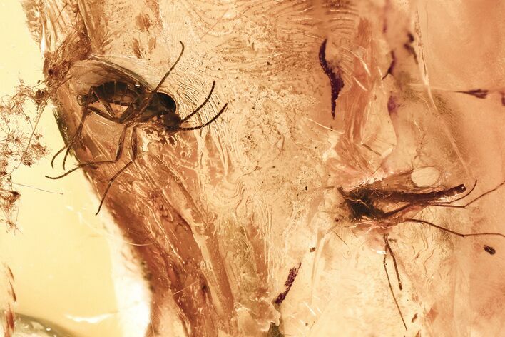 Fossil Dark-Winged Fungus Gnat and True Midge in Baltic Amber #381499
